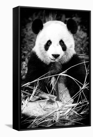 China 10MKm2 Collection - Giant Panda-Philippe Hugonnard-Framed Stretched Canvas