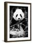 China 10MKm2 Collection - Giant Panda-Philippe Hugonnard-Framed Photographic Print