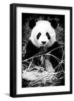 China 10MKm2 Collection - Giant Panda-Philippe Hugonnard-Framed Photographic Print