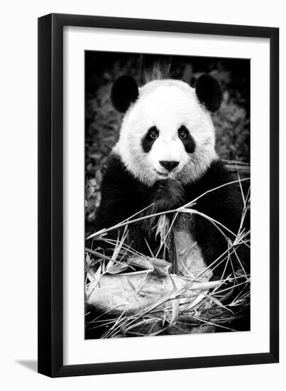 China 10MKm2 Collection - Giant Panda-Philippe Hugonnard-Framed Photographic Print