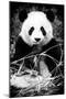 China 10MKm2 Collection - Giant Panda-Philippe Hugonnard-Mounted Photographic Print