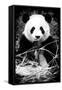 China 10MKm2 Collection - Giant Panda-Philippe Hugonnard-Framed Stretched Canvas