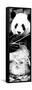 China 10MKm2 Collection - Giant Panda-Philippe Hugonnard-Framed Stretched Canvas