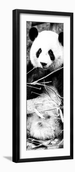 China 10MKm2 Collection - Giant Panda-Philippe Hugonnard-Framed Photographic Print