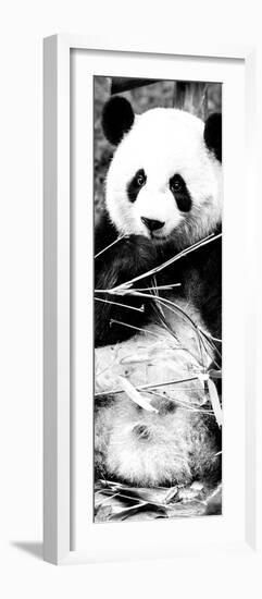 China 10MKm2 Collection - Giant Panda-Philippe Hugonnard-Framed Photographic Print