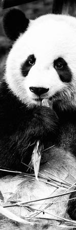 https://imgc.allpostersimages.com/img/posters/china-10mkm2-collection-giant-panda_u-L-PZ7JEN0.jpg?artPerspective=n