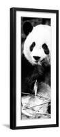 China 10MKm2 Collection - Giant Panda-Philippe Hugonnard-Framed Photographic Print