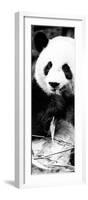 China 10MKm2 Collection - Giant Panda-Philippe Hugonnard-Framed Photographic Print