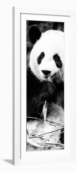 China 10MKm2 Collection - Giant Panda-Philippe Hugonnard-Framed Photographic Print