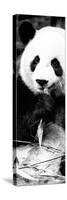 China 10MKm2 Collection - Giant Panda-Philippe Hugonnard-Stretched Canvas