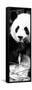 China 10MKm2 Collection - Giant Panda-Philippe Hugonnard-Framed Stretched Canvas