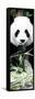 China 10MKm2 Collection - Giant Panda-Philippe Hugonnard-Framed Stretched Canvas