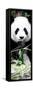 China 10MKm2 Collection - Giant Panda-Philippe Hugonnard-Framed Stretched Canvas