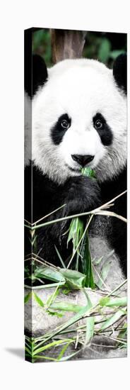 China 10MKm2 Collection - Giant Panda-Philippe Hugonnard-Stretched Canvas