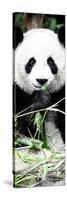 China 10MKm2 Collection - Giant Panda-Philippe Hugonnard-Stretched Canvas