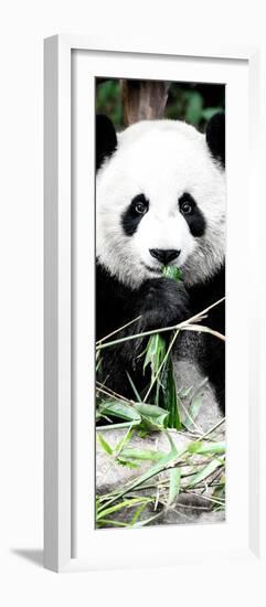 China 10MKm2 Collection - Giant Panda-Philippe Hugonnard-Framed Photographic Print