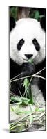 China 10MKm2 Collection - Giant Panda-Philippe Hugonnard-Mounted Photographic Print