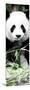 China 10MKm2 Collection - Giant Panda-Philippe Hugonnard-Mounted Photographic Print