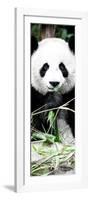 China 10MKm2 Collection - Giant Panda-Philippe Hugonnard-Framed Photographic Print