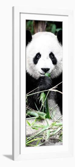 China 10MKm2 Collection - Giant Panda-Philippe Hugonnard-Framed Photographic Print