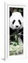 China 10MKm2 Collection - Giant Panda-Philippe Hugonnard-Framed Photographic Print