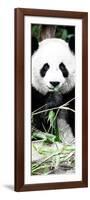 China 10MKm2 Collection - Giant Panda-Philippe Hugonnard-Framed Photographic Print