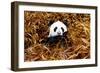 China 10MKm2 Collection - Giant Panda-Philippe Hugonnard-Framed Photographic Print