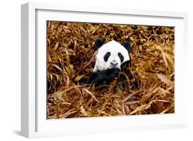 China 10MKm2 Collection - Giant Panda-Philippe Hugonnard-Framed Photographic Print