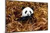 China 10MKm2 Collection - Giant Panda-Philippe Hugonnard-Mounted Photographic Print