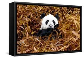 China 10MKm2 Collection - Giant Panda-Philippe Hugonnard-Framed Stretched Canvas