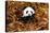 China 10MKm2 Collection - Giant Panda-Philippe Hugonnard-Stretched Canvas