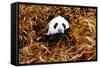 China 10MKm2 Collection - Giant Panda-Philippe Hugonnard-Framed Stretched Canvas