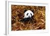 China 10MKm2 Collection - Giant Panda-Philippe Hugonnard-Framed Photographic Print