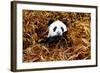 China 10MKm2 Collection - Giant Panda-Philippe Hugonnard-Framed Photographic Print