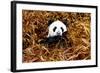 China 10MKm2 Collection - Giant Panda-Philippe Hugonnard-Framed Photographic Print