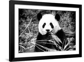 China 10MKm2 Collection - Giant Panda-Philippe Hugonnard-Framed Photographic Print