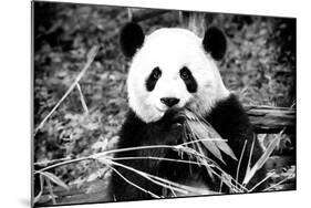 China 10MKm2 Collection - Giant Panda-Philippe Hugonnard-Mounted Photographic Print