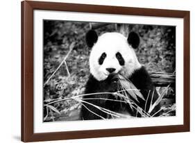 China 10MKm2 Collection - Giant Panda-Philippe Hugonnard-Framed Photographic Print