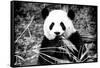 China 10MKm2 Collection - Giant Panda-Philippe Hugonnard-Framed Stretched Canvas