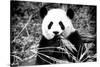 China 10MKm2 Collection - Giant Panda-Philippe Hugonnard-Stretched Canvas