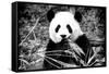 China 10MKm2 Collection - Giant Panda-Philippe Hugonnard-Framed Stretched Canvas