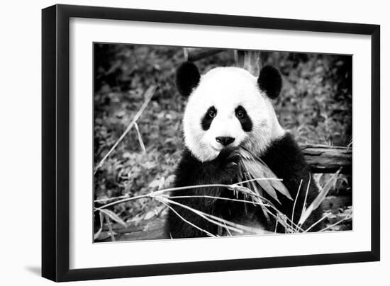 China 10MKm2 Collection - Giant Panda-Philippe Hugonnard-Framed Photographic Print