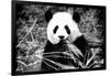 China 10MKm2 Collection - Giant Panda-Philippe Hugonnard-Framed Photographic Print