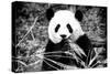 China 10MKm2 Collection - Giant Panda-Philippe Hugonnard-Stretched Canvas