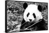 China 10MKm2 Collection - Giant Panda-Philippe Hugonnard-Framed Stretched Canvas