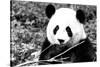 China 10MKm2 Collection - Giant Panda-Philippe Hugonnard-Stretched Canvas