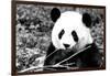 China 10MKm2 Collection - Giant Panda-Philippe Hugonnard-Framed Photographic Print