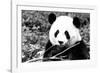 China 10MKm2 Collection - Giant Panda-Philippe Hugonnard-Framed Photographic Print