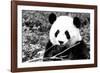 China 10MKm2 Collection - Giant Panda-Philippe Hugonnard-Framed Photographic Print