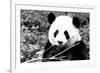 China 10MKm2 Collection - Giant Panda-Philippe Hugonnard-Framed Photographic Print